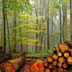 wood